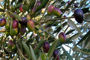 Mechanical harvesting